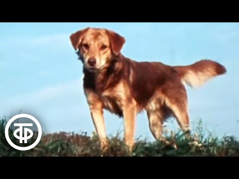 Видео: В краю Мещерском. Документальный фильм (1976)