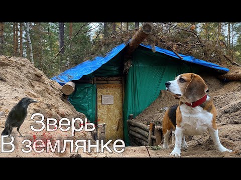 Видео: ЗВЕРЬ ПРИВЁЛ НАС В ЗЕМЛЯНКУ