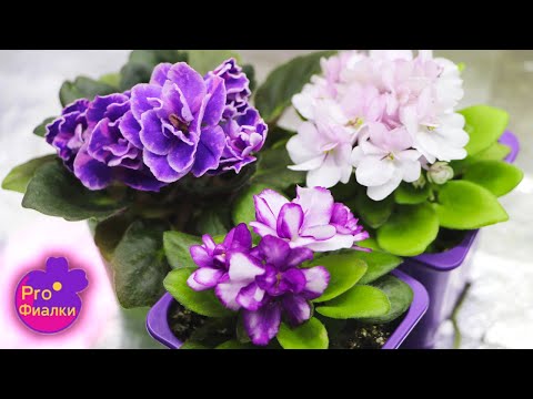 Видео: Ваша фиалка ЗАЦВЕТЕТ ПОСЛЕ ЭТИХ ВИДЕО! КАК СТИМУЛИРОВАТЬ ЦВЕТЕНИЕ? ЧАСТЬ 1.