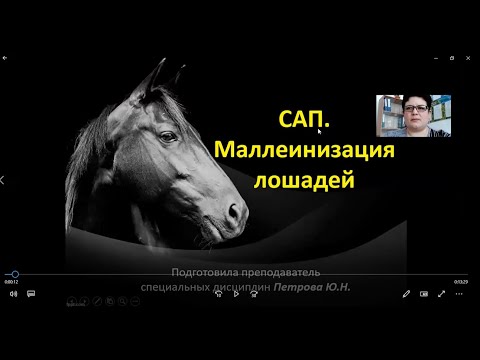 Видео: Петрова Ю.Н. - Сап. Маллеинизация лошадей