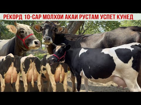 Видео: РЕКОРД 10-Сар молхои акаи РУСТАМ УСПЕТ КУНЕД НАРХИ АРЗОН 31 октября 2025 г.