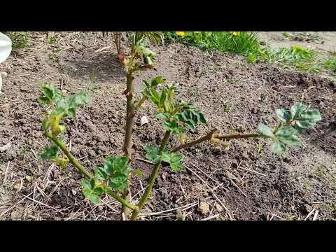 Видео: Что наделали возвратные заморозки 😥