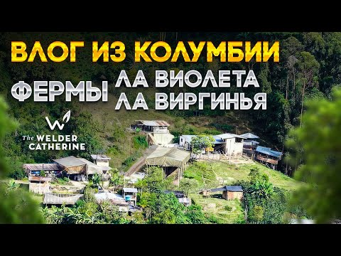 Видео: Колумбия | ферма Ла Виолета и Ла Виргинья | почему фермеры не выращивают только «крутой» кофе