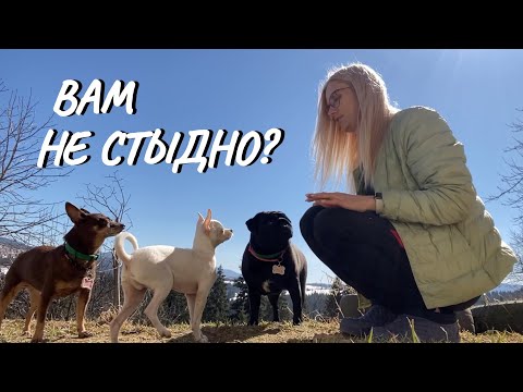 Видео: ВЛОГ. Накипело. Дрессирую Добби. Кира хочет домой.