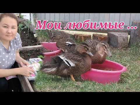 Видео: Оҕуруот үлэтэ