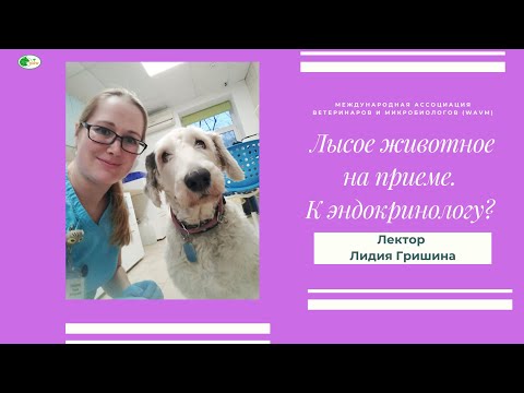 Видео: Лысое животное на приеме.  К эндокринологу? [#YouTube_ветеринарные_курсы)