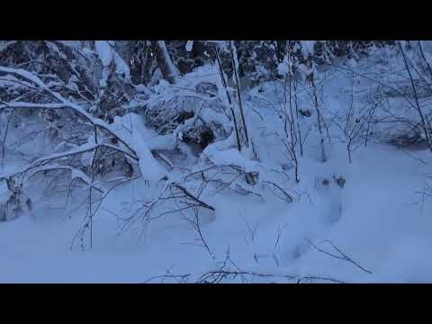 Видео: Погоня за третьим волком. За волками часть 2.
