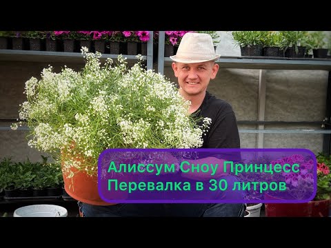 Видео: Алиссум Сноу Принцесс