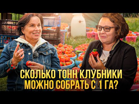 Видео: Сколько тонн клубники можно собрать с 1 га?