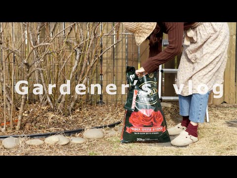 Видео: Март садоводство 🌿 оплодотворяющие розы / Какие растения выжили от суровой зимы в Корее?