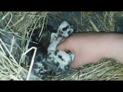 Видео: ОСМОТР КРОЛЬЧАТ НА 7  И 12 ДЕНЬ // ГОТОВИМСЯ К НОВОМУ ОКРОЛУ //