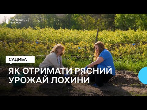 Видео: Садимо лохину правильно: у піщаний ґрунт та чорнозем