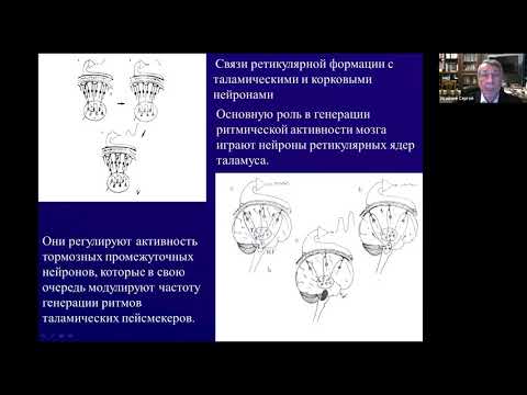Видео: НЕЙРОФИЗИОЛОГИЧЕСКИЕ МЕХАНИЗМЫ НЕЙРОБИОУПРАВЛЕНИЯ