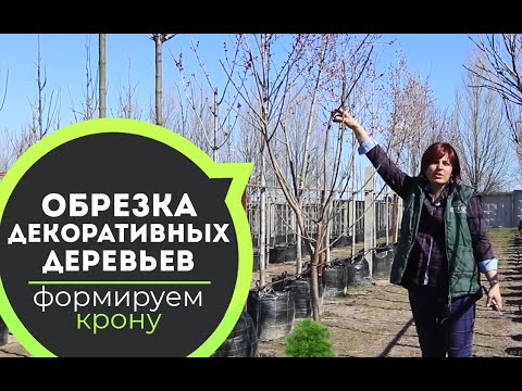 Видео: Мастер класс по обрезке декоративных деревьев