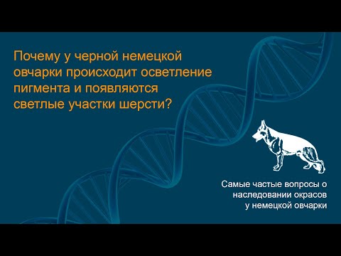 Видео: Почему у черной немецкой овчарки может происходить осветление пигмента