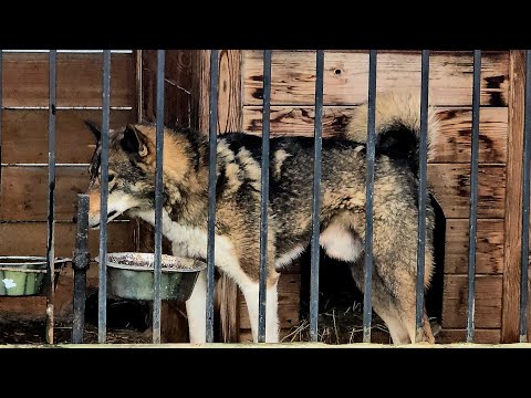 Видео: Каша с лосятиной 