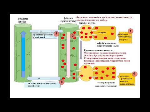 Видео: 11 класс.Биология.Өсімдіктердегі заттар транслокациясының механизмі. Су тасымалының үш жолы.
