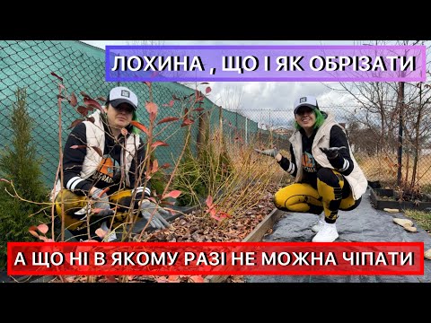 Видео: Весняна обрізка лохини. Як правильно обрізати для щедрого урожаю гіганських ягідок.