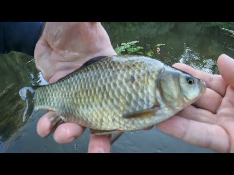 Видео: река Пахра ! Уклейка ! Жерех ! Пескарь ! Карась ! Окунь ! Мормышинг !