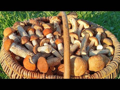 Видео: НЕТРОНУТИЙ ЛІС !!! ГРИБНИК В ШОЦІ !!! ГРИБИ НА КОЖНОМУ КРОЦІ !!!