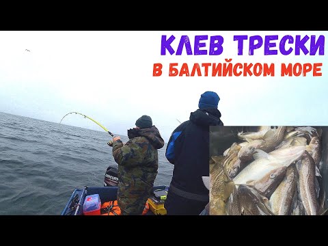 Видео: ПАЛКА В ДУГУ НА КАЖДОМ ЗАБРОСЕ! Рыбалка на спиннинг в море март 2025