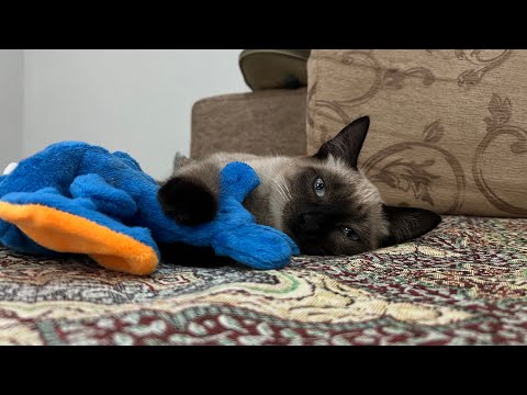 Видео: Часть 26. Как кошка с собакой. Примет ли Егор кошку?