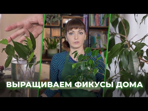 Видео: Как дома вырастить фикус на штамбе