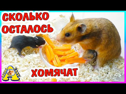 Видео: Сколько ОСТАЛОСЬ ХОМЯЧАТ /  14 дней сирийские хомячата / Alisa Easy Pets