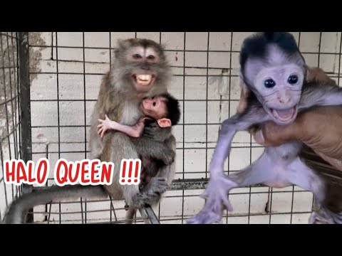 Видео: Ох, нет, королевский детёныш обезьянки такой липкий и вонючий