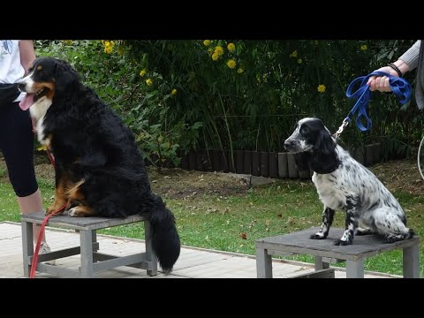 Видео: ДТ - 424. Спаниель, корса, зенненхунд - конкуренция интересов. Работа на результат.