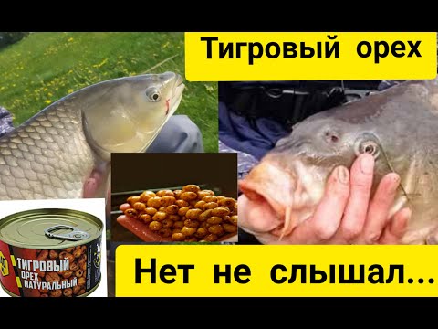 Видео: Рыбалка 2022 на тигровый орех клюют монстры!
