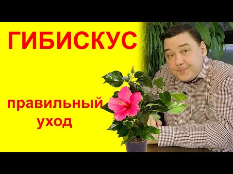 Видео: Гибискус комнатный. Уход в домашних условиях