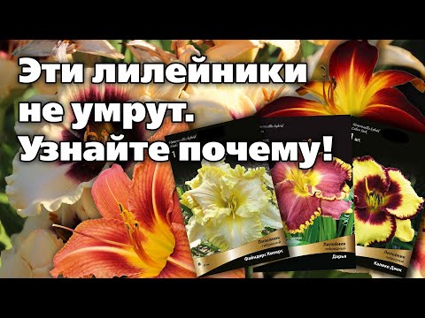 Видео: Разоблачаем ТОП самых красивых и крепких сортов лилейников