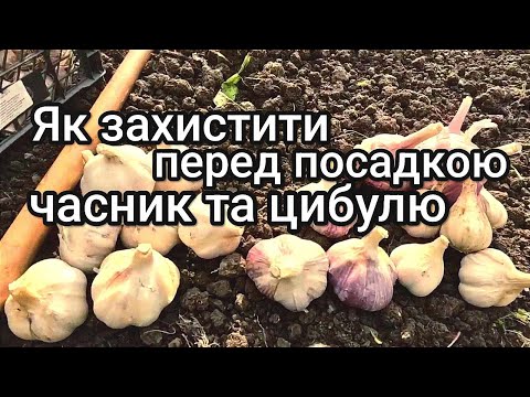 Видео: Чим обробити цибулю та часник перед посадкою на зиму