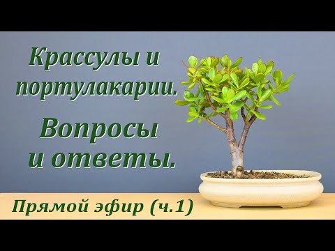 Видео: Крассулы и портулакарии. Вопросы и ответы, часть 1 (запись прямого эфира).