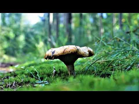 Видео: Ошо - Вечерние медитации,  05. Играй с жизнью, озвучивает Nikosho.