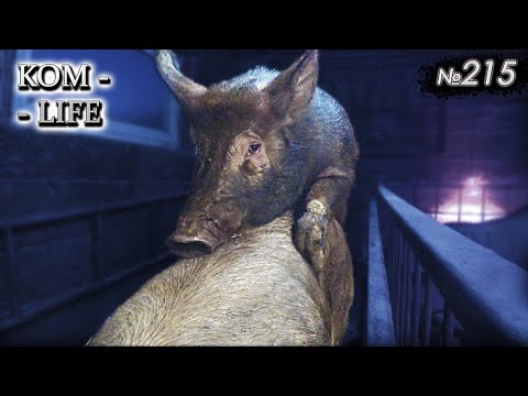 Видео: Хрячок "Фоксик" опозорился...