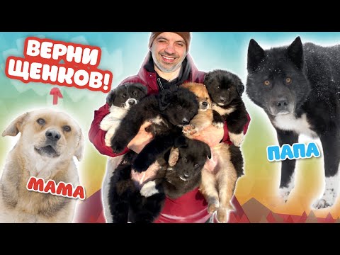 Видео: Отец щенков - ВОЛК! Реакция мамы на ЩЕНКА после разлуки.