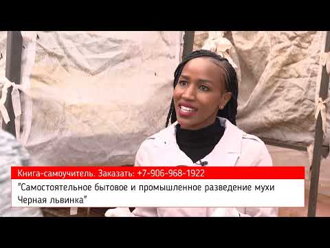 Видео: Фонд Рокфеллера финансирует бизнес-тренинги по выращиванию Черного солдата. Черная львинка в Кении 2