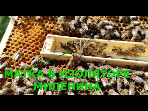 Видео: ИЗОЛЯЦИЯ МАТОК В ЗИМУ!!! СЕМЬИ БЕЗ КЛЕЩА!!!  СИЛА СЕМЕЙ. ЧТО ПОКАЗАЛА ПРАКТИКА!!!