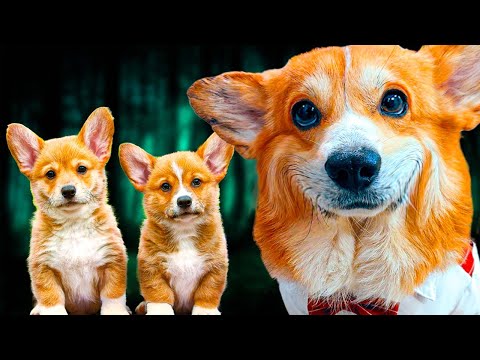 Видео: Я СТАНУ ПАПОЙ!!! КАК НАЗВАТЬ ДОЧКУ ?? (Корги Коржик) Говорящая собака