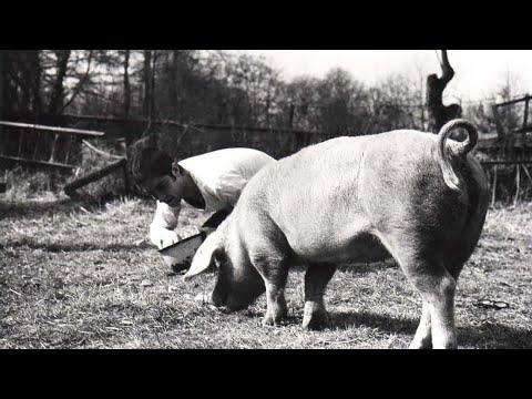 Видео: Кинологи. «Свадебная ваза‎»‎