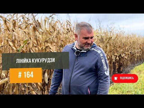 Видео: #164 Лінійка кукурудзи з Юрієм Дробязко🤩. Як правильно обирати гібриди кукурудзи.