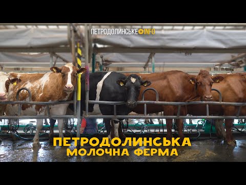 Видео: Петродолинська молочна ферма