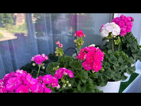 Видео: Обзор пеларгоний на балконе 5 июня 2025🌸🌸🌸