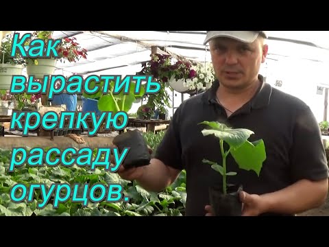 Видео: Как мы выращиваем крепкую рассаду огурцов - два хороших способа!