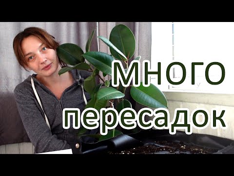 Видео: Будни цветовода, много цветочных задач накопилось. Пересадки, черенкование и посев семян