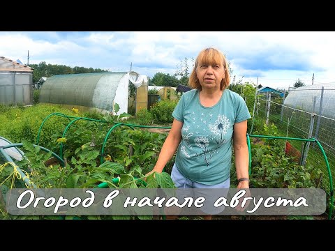 Видео: ОГОРОД В НАЧАЛЕ АВГУСТА