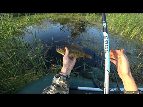 Видео: ЗА КАРАСЯМИ ЧЕРЕЗ ЗАРОСЛИ РЕЗУНА И КАМЫША! Рыбалка на поплавок.