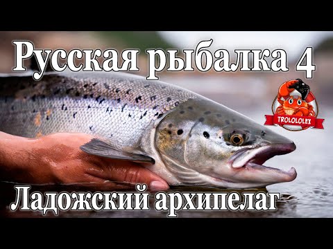 Видео: Русская рыбалка 4 Фарм на Ладожском архипелаг.  Лосось